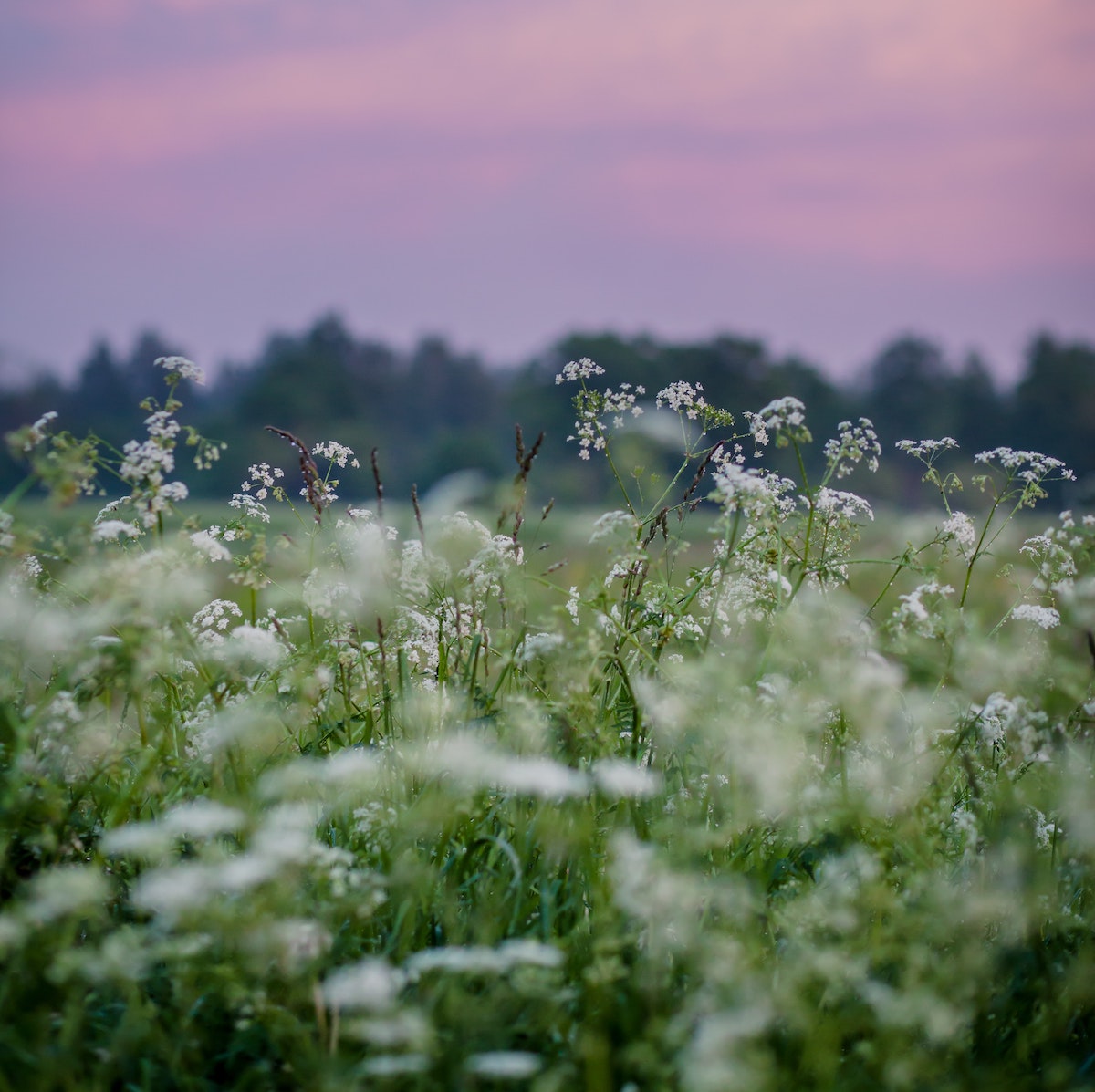 A whole-plant extract vs. lab-made ingredient - which is best?